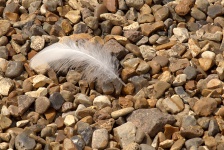 Feather On Beach