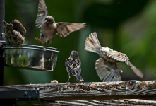 Feeding Sparrows