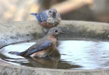 Female Bluebird In Bird Bath