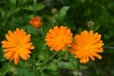 Flowers, Planter, Orange