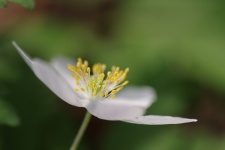 Flower Stamen