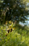 Fly Orchids
