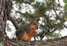 Fox Squirrel In Pine Tree