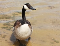 Friendly Canada Goose