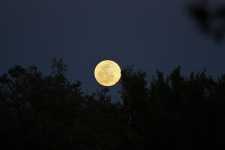 Full Moon Over Tree Tops