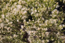 Fuzzy Plant Background