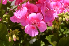 Geranium Flower Pink