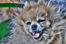 Ginger Pomeranian Dog