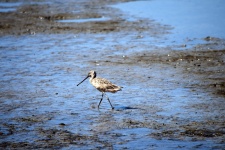 Godwit In The Wetlands