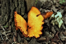 Golden Butterfly Mushroom