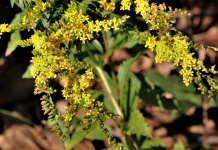 Goldenrod Wildflowers Close-up