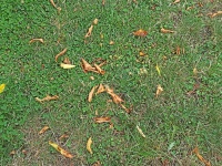 Grass And Dry Leaves