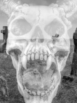 Graveyard Skull