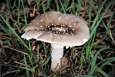 Gray Amanita Mushroom Close-up
