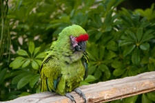 Green And Red Macaw
