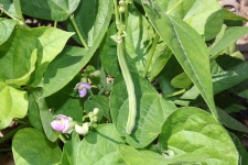 Green Bean Plant And Blooms