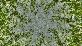 Green Leafy Vines Kaleidoscope