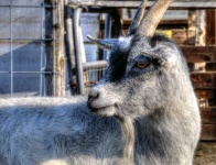Grey And White Goat