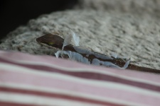 Gross Closeup Of Lizard Shedding