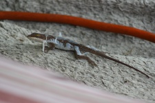 Gross Picture Of Lizard Shedding