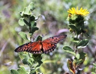 Gulf Fritillary Butterfly 2