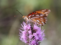 Gulf Fritillary Butterfly On Flower
