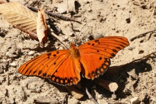 Gulf Fritillary Butterfly On Ground