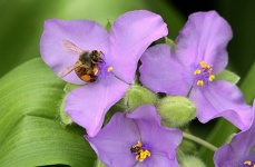 Honey Bee On Purple Spiderwort