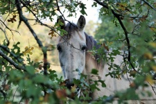 Horse Peeking Through The Trees
