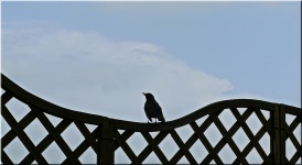 The Blackbird Singing