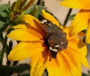 Impressionist Butterfly On Flower