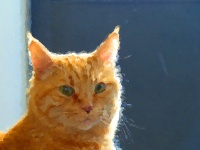Impressionist Ginger Cat