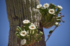 Impressionist Saguaro Cactus