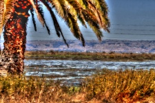 Impressionist Wetlands