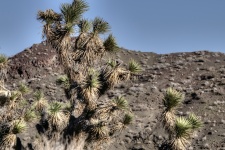 Joshua Trees Cacti