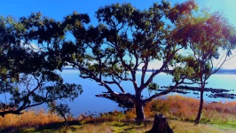 Lake With Tree Australia