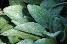 Lambs Ear And Morning Dew