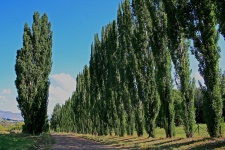 Lane Of Poplar Trees