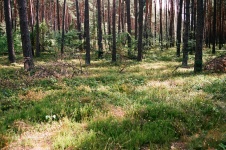 Janowskie Forest