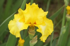 Lemon Yellow Bearded Iris