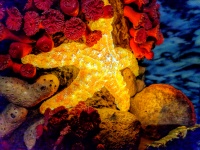 Lighted Starfish