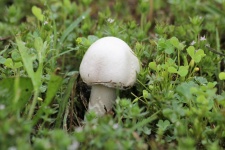 Little White Mushroom