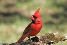 Male Cardinal On Tree Branch
