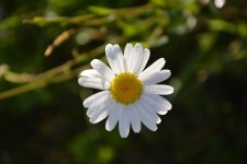 Daisy Flower Petals