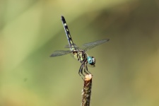 Micrathyria Hagenii Dragonfly