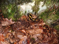 Spotted Shrike - Salamander