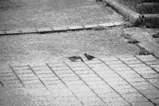 Sparrows On The Ground
