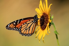 Monarch Butterfly On Sunflower