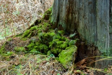 Mossy Trunk
