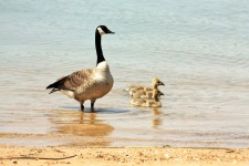 Mother Goose And Goslings